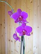 IMG_1530.JPG