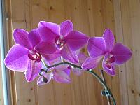 IMG_2245.JPG