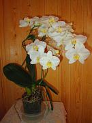 IMG_4672.JPG