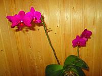 IMG_4735.JPG
