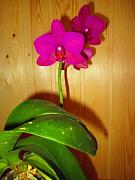 IMG_4737.JPG
