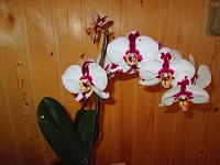 IMG_4738.JPG