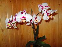 IMG_4739.JPG