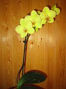 IMG_4741.JPG