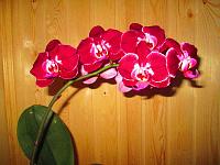 IMG_4983.JPG
