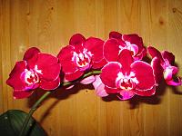 IMG_4988.JPG
