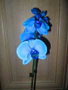 IMG_5091.JPG