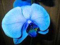 IMG_5096.JPG