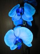 IMG_5106.JPG