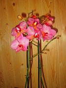 IMG_5137.JPG