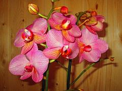IMG_5138.JPG