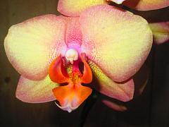 IMG_5145.JPG