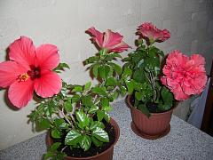 PIC_1203.JPG