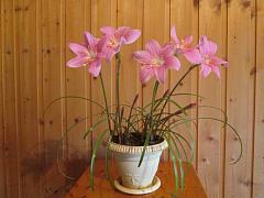 IMG_4395.JPG