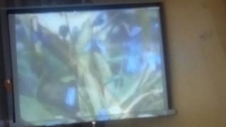 IMG_20170411_091413.jpg
