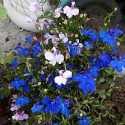 image_(11).jpg