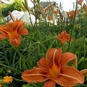 image_(13).jpg