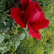 image_(14).jpg