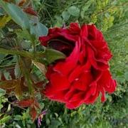 image_(15).jpg