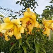 image_(16).jpg