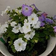 image_(23).jpg