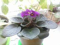IMG_20160626_090509.jpg