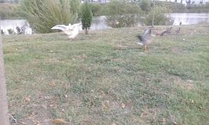 IMG_20160810_191851.jpg