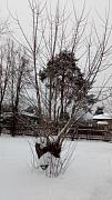 IMG_20161217_140034.jpg