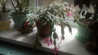 IMG_20170410_125240.jpg