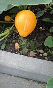 20170830_110531920e.jpg
