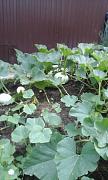 20170830_110540333e.jpg