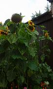 20170830_110558_(1)bda8.jpg
